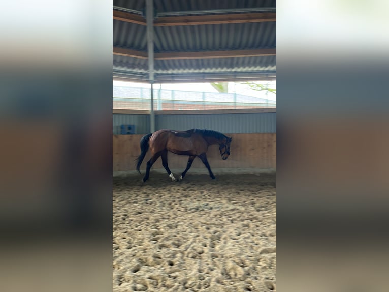 Hannoveraan Ruin 9 Jaar 164 cm Bruin in Hamersen