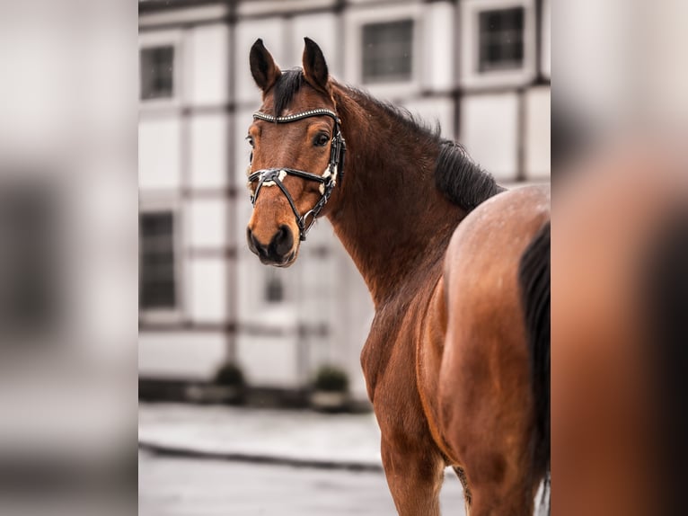 Hannoveraan Ruin 9 Jaar 164 cm Bruin in Waltrop