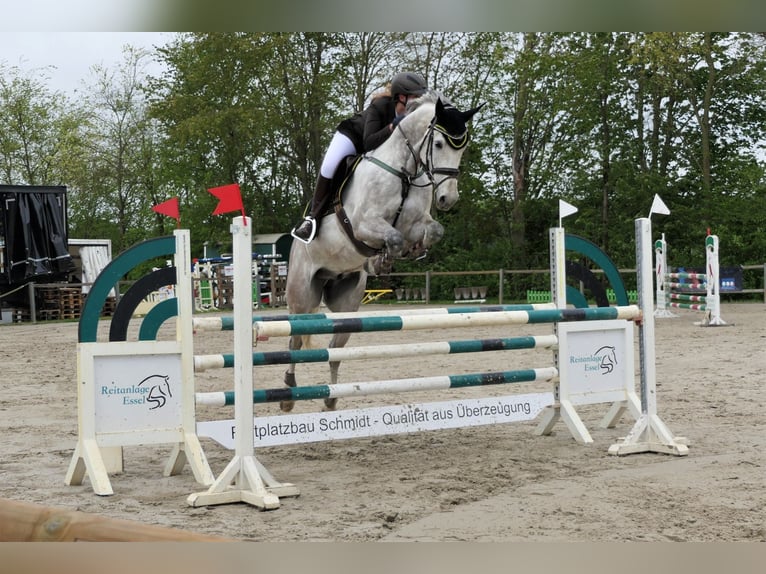Hannoveraan Ruin 9 Jaar 165 cm Schimmel in Wedemark