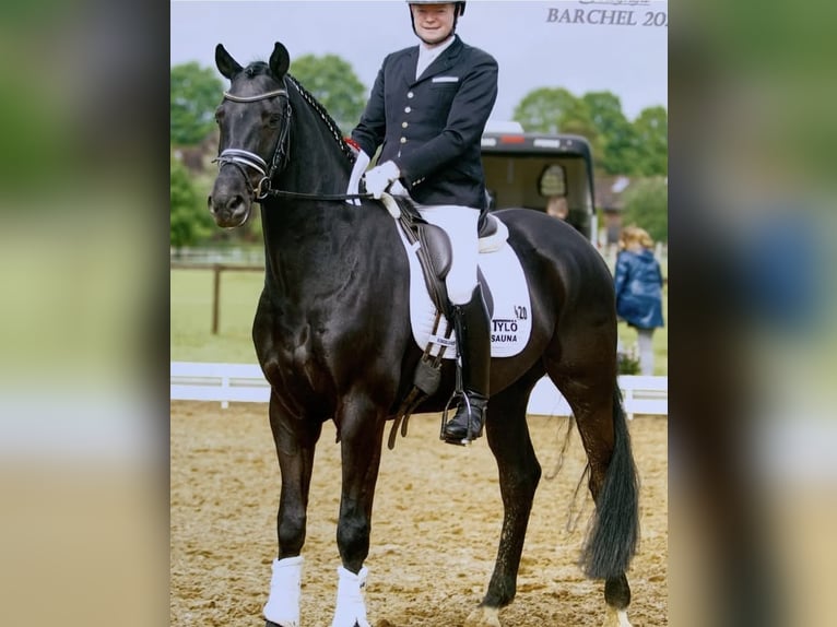 Hannoveraan Ruin 9 Jaar 165 cm Zwart in Hepstedt