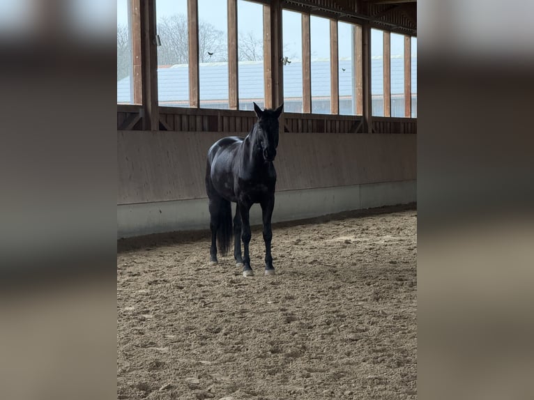 Hannoveraan Ruin 9 Jaar 165 cm Zwart in Walldorf