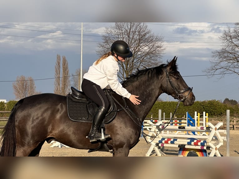 Hannoveraan Ruin 9 Jaar 165 cm Zwartbruin in Arnsberg