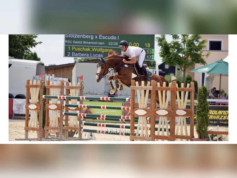 Hannoveraan Ruin 9 Jaar 166 cm Vos in Fraunberg