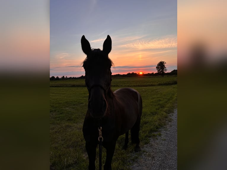 Hannoveraan Ruin 9 Jaar 166 cm Zwart in Buxtehude