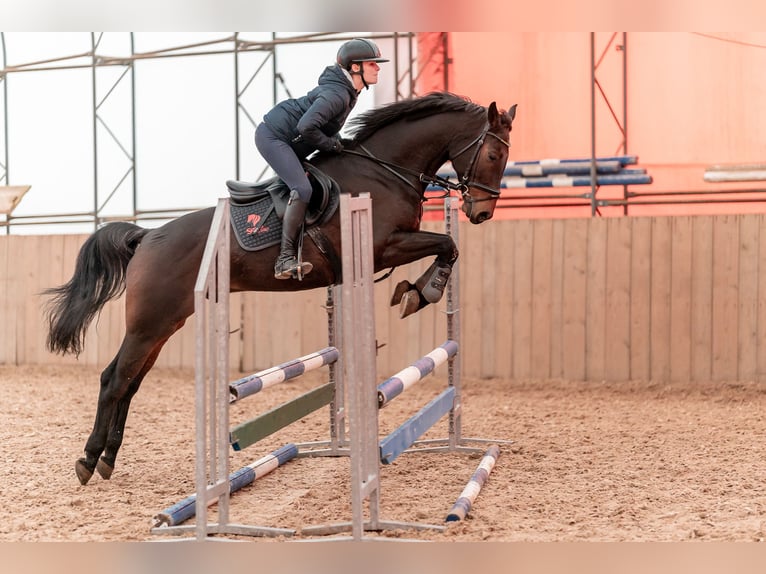 Hannoveraan Ruin 9 Jaar 167 cm Roodbruin in Zduchovice