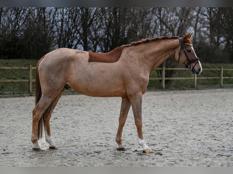 Hannoveraan Ruin 9 Jaar 167 cm Vos in Riedstadt