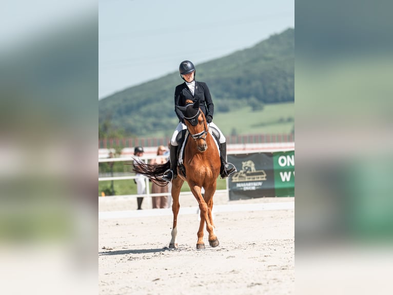 Hannoveraan Ruin 9 Jaar 167 cm Vos in Slatinské Lazy