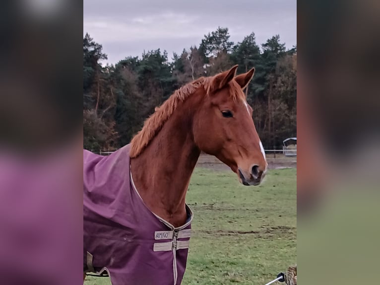 Hannoveraan Ruin 9 Jaar 167 cm Vos in Barenburg
