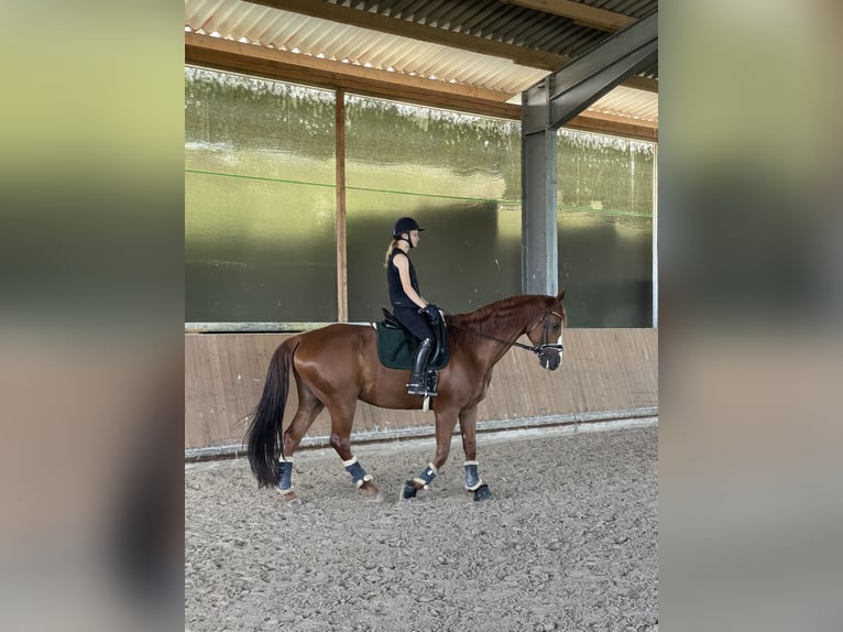 Hannoveraan Ruin 9 Jaar 168 cm Vos in Kronau