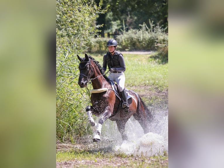 Hannoveraan Ruin 9 Jaar 168 cm Zwart in L&#xF6;rrach