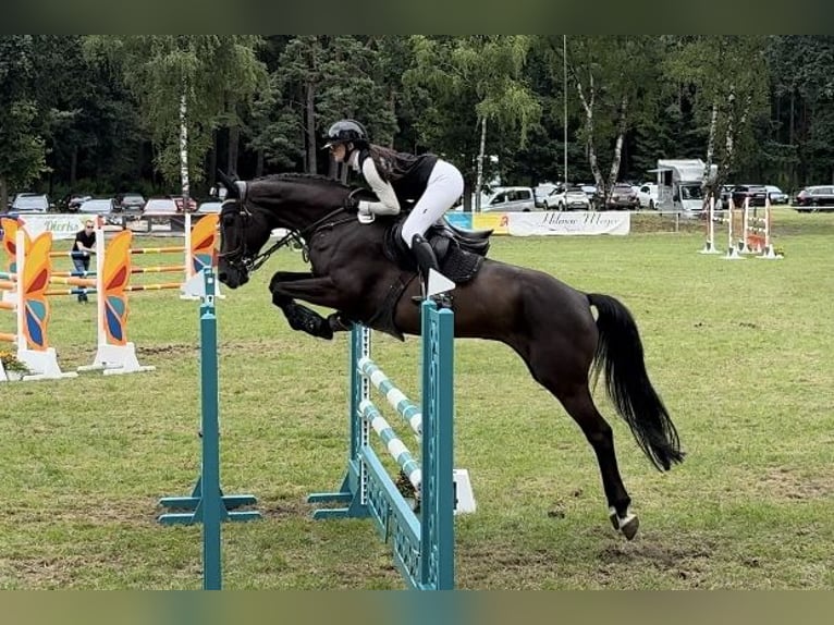 Hannoveraan Ruin 9 Jaar 168 cm Zwart in Nienburg (Weser)