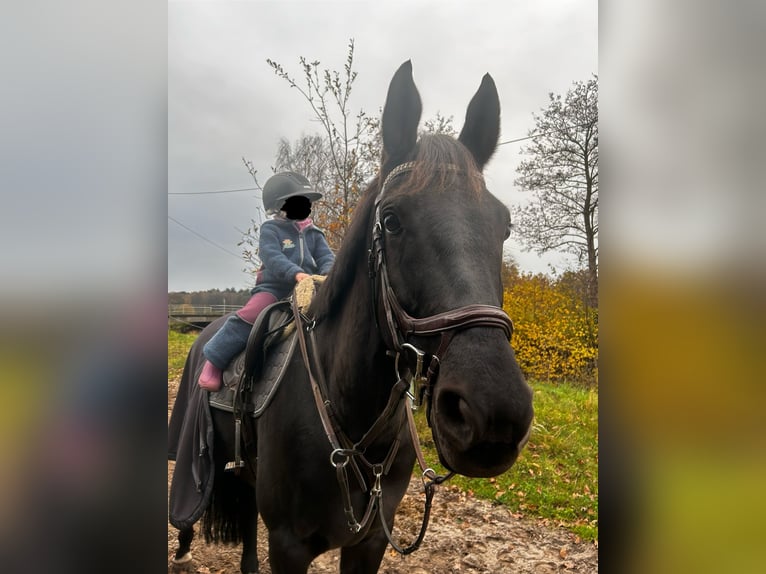 Hannoveraan Ruin 9 Jaar 168 cm Zwart in Nienburg (Weser)