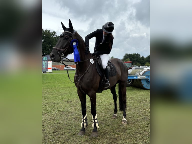 Hannoveraan Ruin 9 Jaar 168 cm Zwart in Nienburg (Weser)