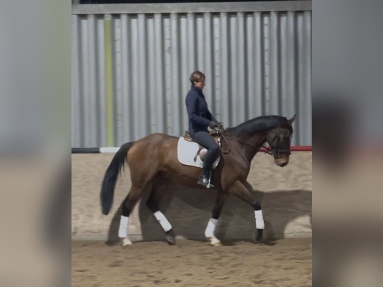 Hannoveraan Ruin 9 Jaar 170 cm Bruin in Wangels