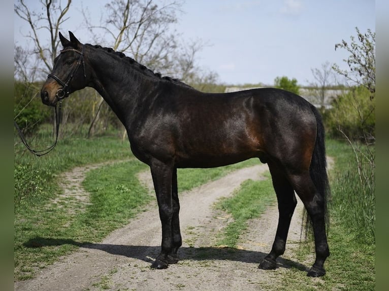 Hannoveraan Ruin 9 Jaar 170 cm Bruin in Debrecen