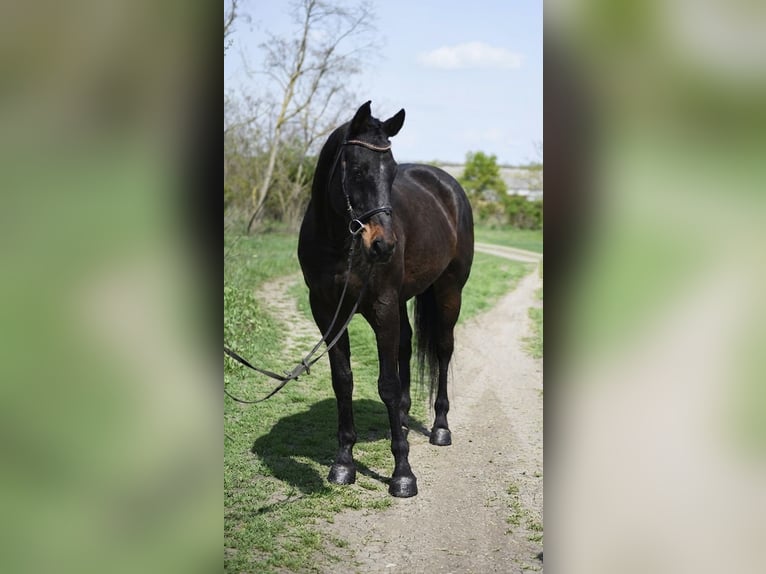 Hannoveraan Ruin 9 Jaar 170 cm Bruin in Debrecen