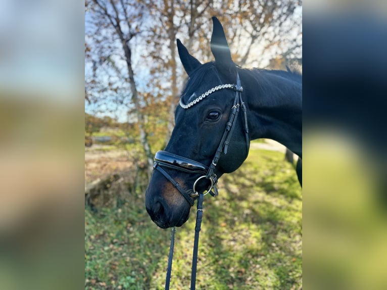 Hannoveraan Ruin 9 Jaar 170 cm Donkerbruin in Uetze