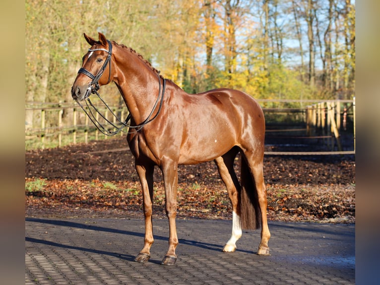 Hannoveraan Ruin 9 Jaar 170 cm Donkere-vos in Lienen