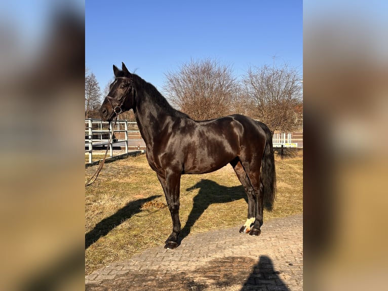 Hannoveraan Ruin 9 Jaar 170 cm Zwartbruin in Leipzig