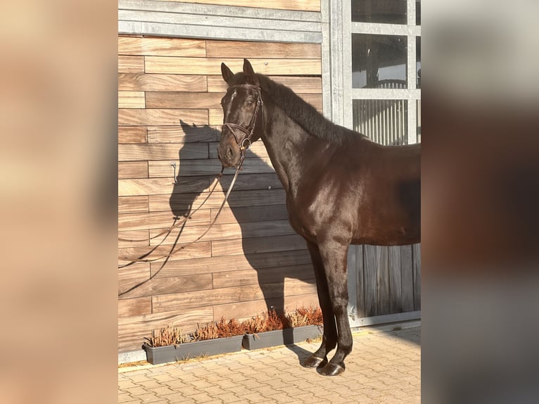 Hannoveraan Ruin 9 Jaar 170 cm Zwartbruin in Leipzig