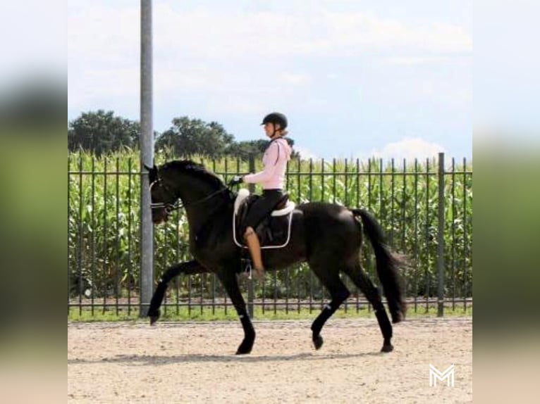 Hannoveraan Ruin 9 Jaar 171 cm  in Voorburg