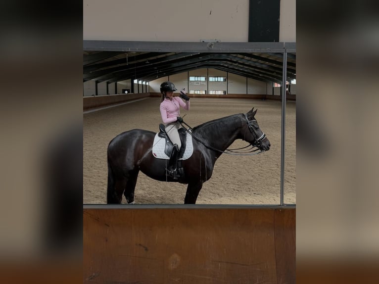 Hannoveraan Ruin 9 Jaar 171 cm  in Leopoldsburg