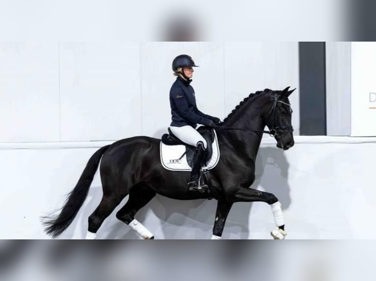 Hannoveraan Ruin 9 Jaar 171 cm  in Gumpoldskirchen