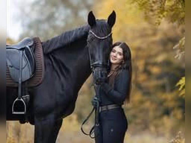 Hannoveraan Ruin 9 Jaar 171 cm  in Etten-Leur