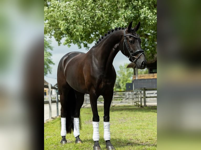 Hannoveraan Ruin 9 Jaar 171 cm Zwart in Rotterdam
