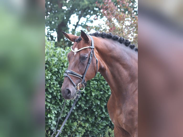 Hannoveraan Ruin 9 Jaar 172 cm Bruin in Selsingen