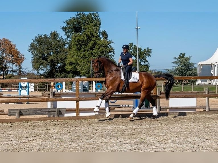 Hannoveraan Ruin 9 Jaar 172 cm Donkerbruin in Nievre