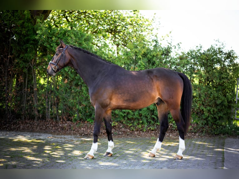 Hannoveraan Ruin 9 Jaar 172 cm Donkerbruin in Königswinter
