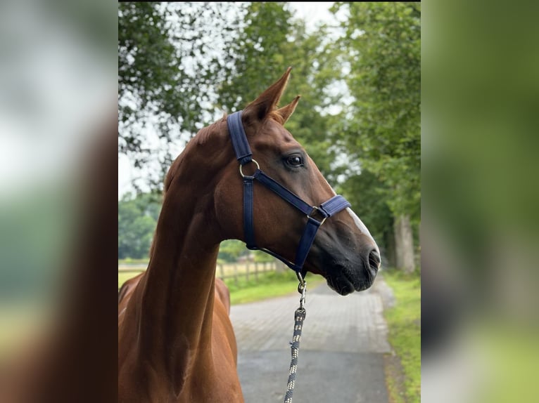 Hannoveraan Ruin 9 Jaar 172 cm Vos in Hagen am Teutoburger Wald