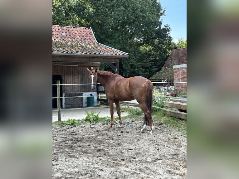 Hannoveraan Ruin 9 Jaar 172 cm Vos in Wietzendorf