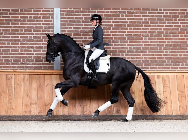 Hannoveraan Ruin 9 Jaar 172 cm Zwart in Groningen