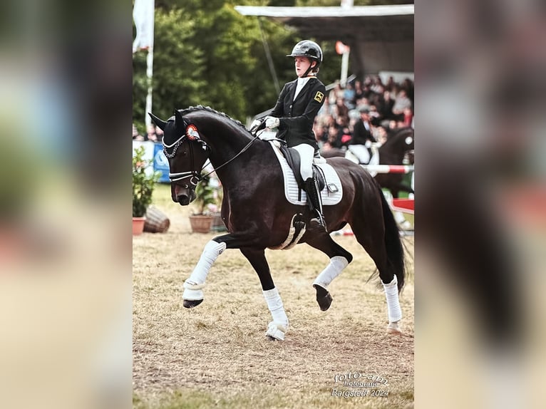 Hannoveraan Ruin 9 Jaar 173 cm Donkerbruin in Stade