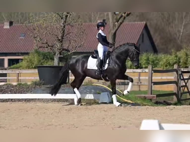 Hannoveraan Ruin 9 Jaar 173 cm  in Baden