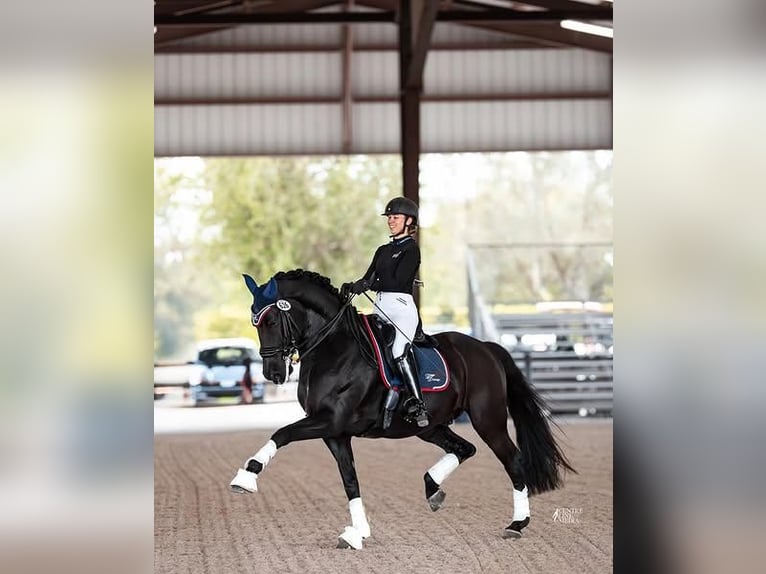 Hannoveraan Ruin 9 Jaar 173 cm  in Bordeaux