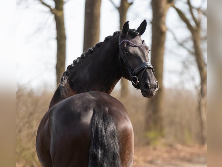 Hannoveraan Ruin 9 Jaar 173 cm  in Niederalm
