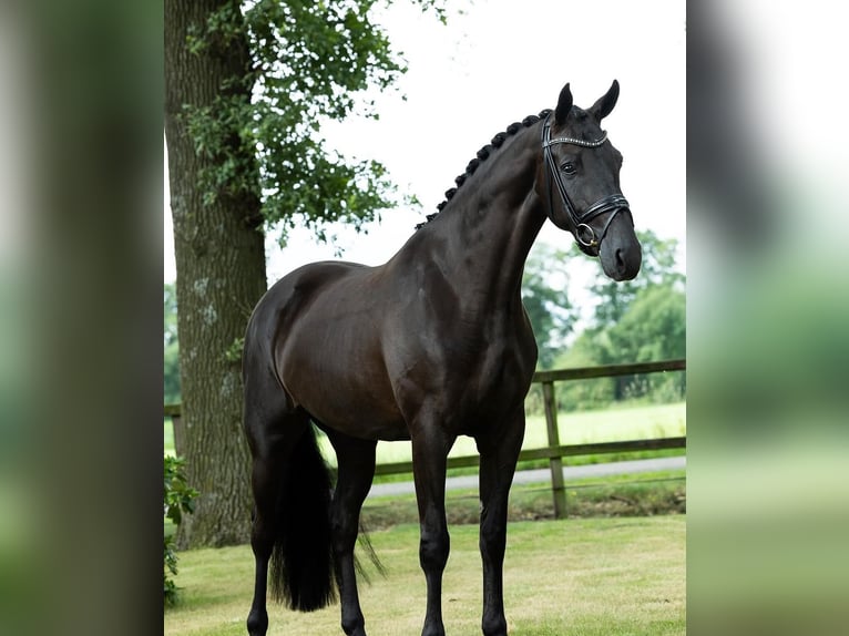 Hannoveraan Ruin 9 Jaar 173 cm  in Aachen