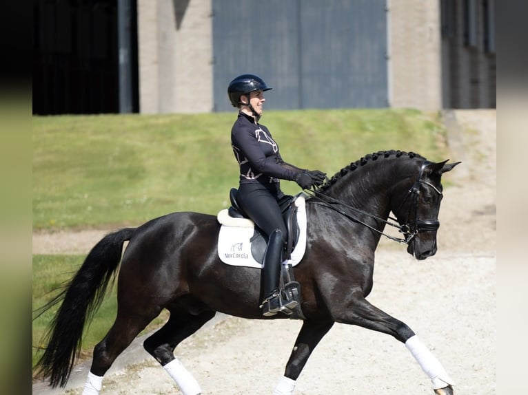 Hannoveraan Ruin 9 Jaar 173 cm  in Aachen