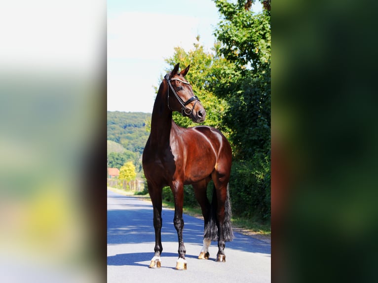 Hannoveraan Ruin 9 Jaar 173 cm Zwartbruin in Lienen