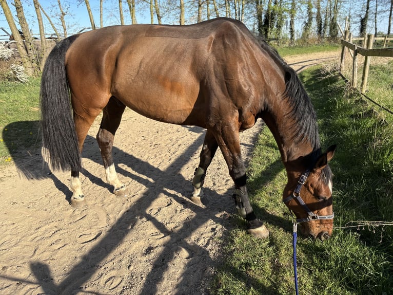 Hannoveraan Ruin 9 Jaar 174 cm Bruin in Wachtberg