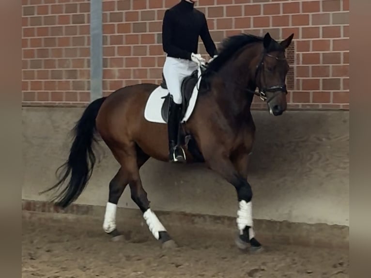 Hannoveraan Ruin 9 Jaar 174 cm Donkerbruin in Aurich