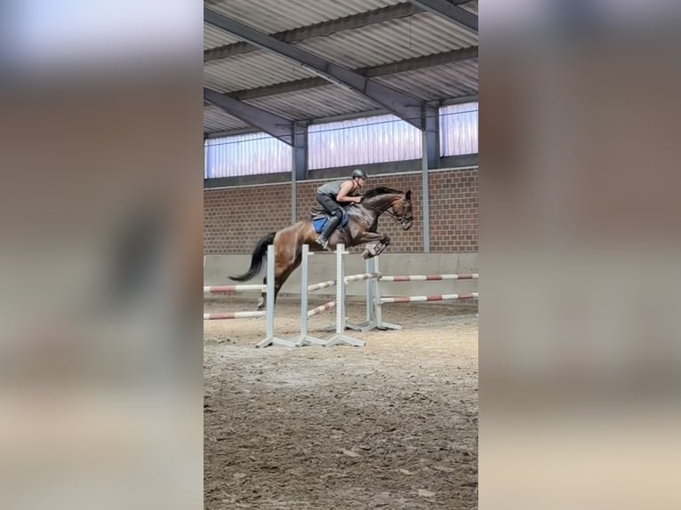 Hannoveraan Ruin 9 Jaar 174 cm Donkerbruin in Aurich