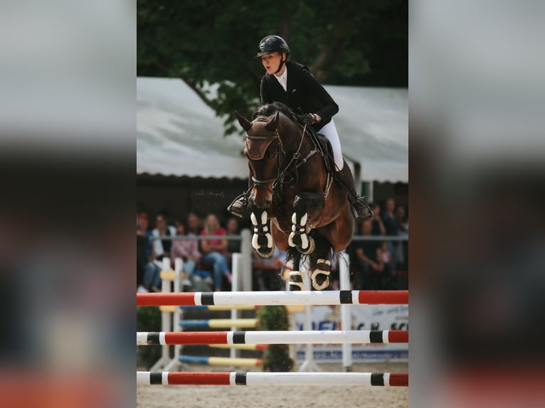 Hannoveraan Ruin 9 Jaar 174 cm Donkerbruin in Lahntal