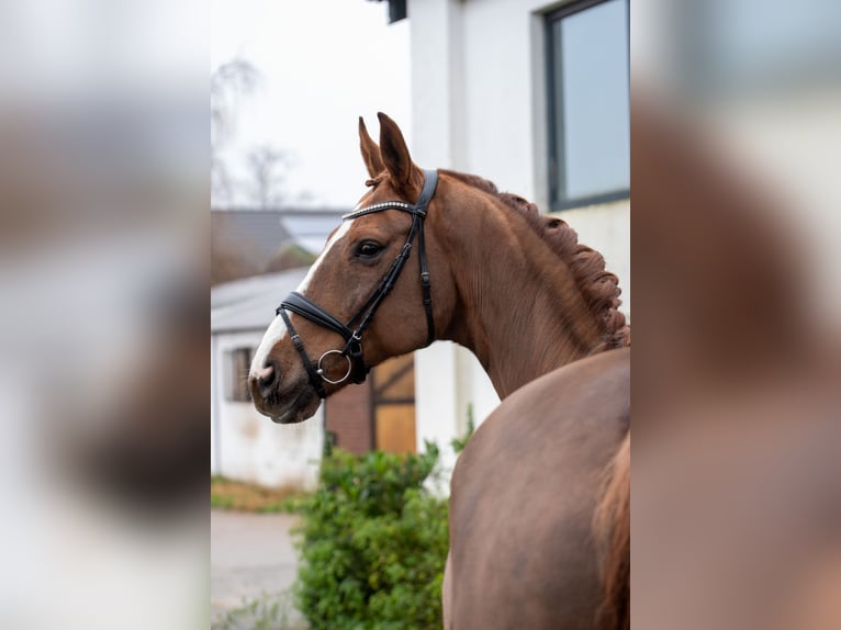 Hannoveraan Ruin 9 Jaar 174 cm Donkere-vos in Geldern