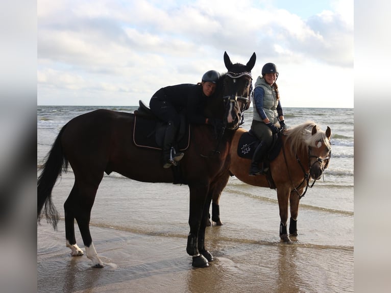 Hannoveraan Ruin 9 Jaar 174 cm Zwartbruin in Eimke