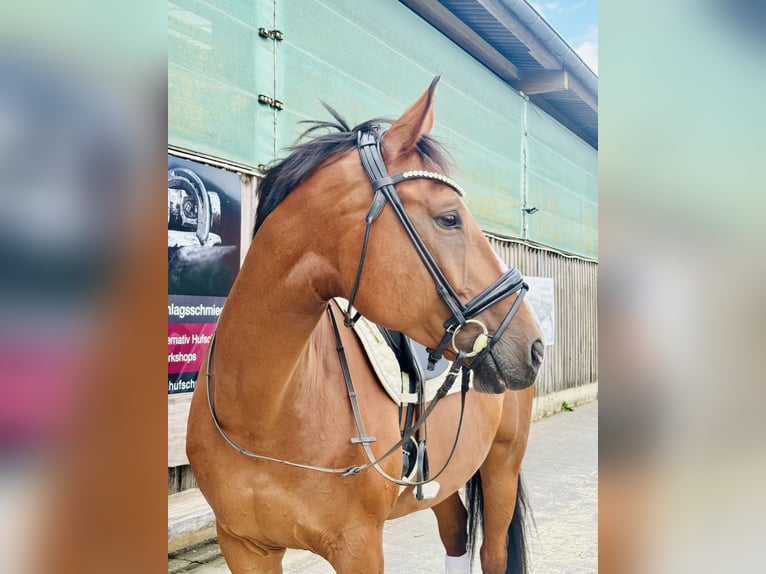 Hannoveraan Ruin 9 Jaar 175 cm Bruin in Wermelskirchen