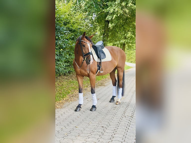 Hannoveraan Ruin 9 Jaar 175 cm Bruin in Wermelskirchen